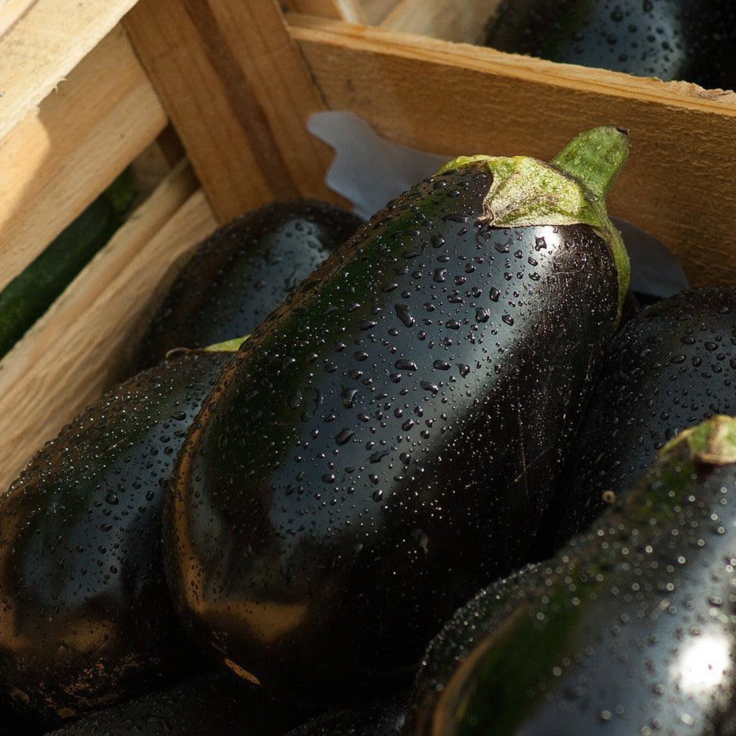 Freshly harvested Black Beauty eggplants with glossy dark purple skin