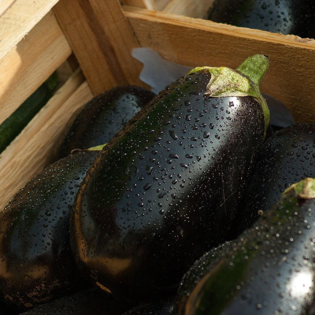 Glossy dark purple Black Beauty eggplants freshly harvested in a wooden crate