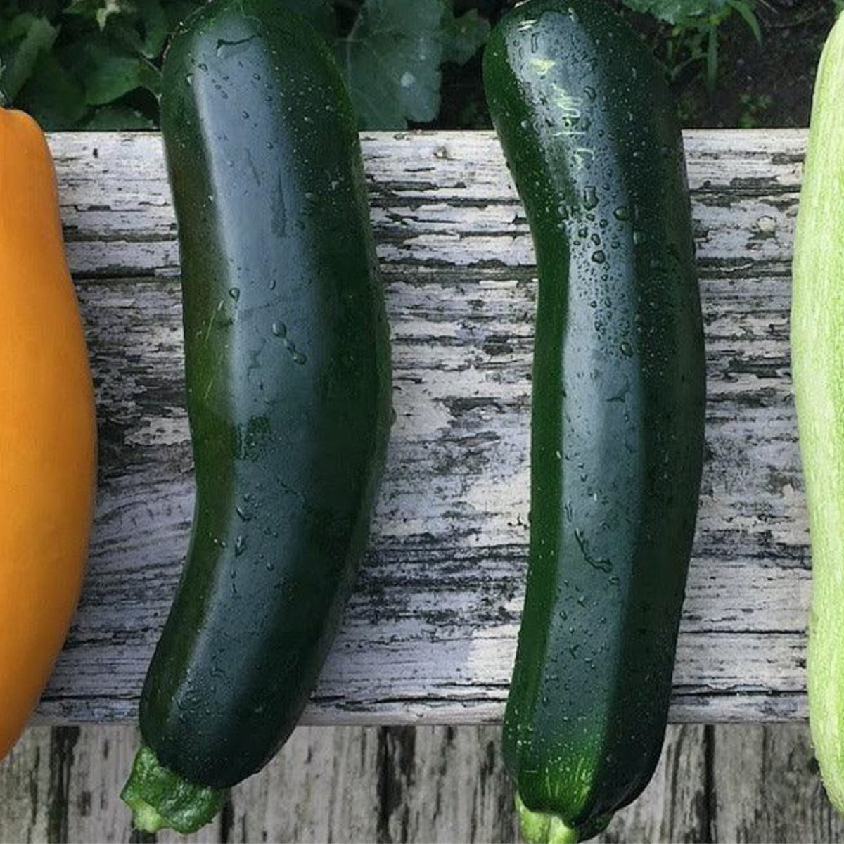 Black Beauty zucchini with glossy dark green fruits ready for harvest