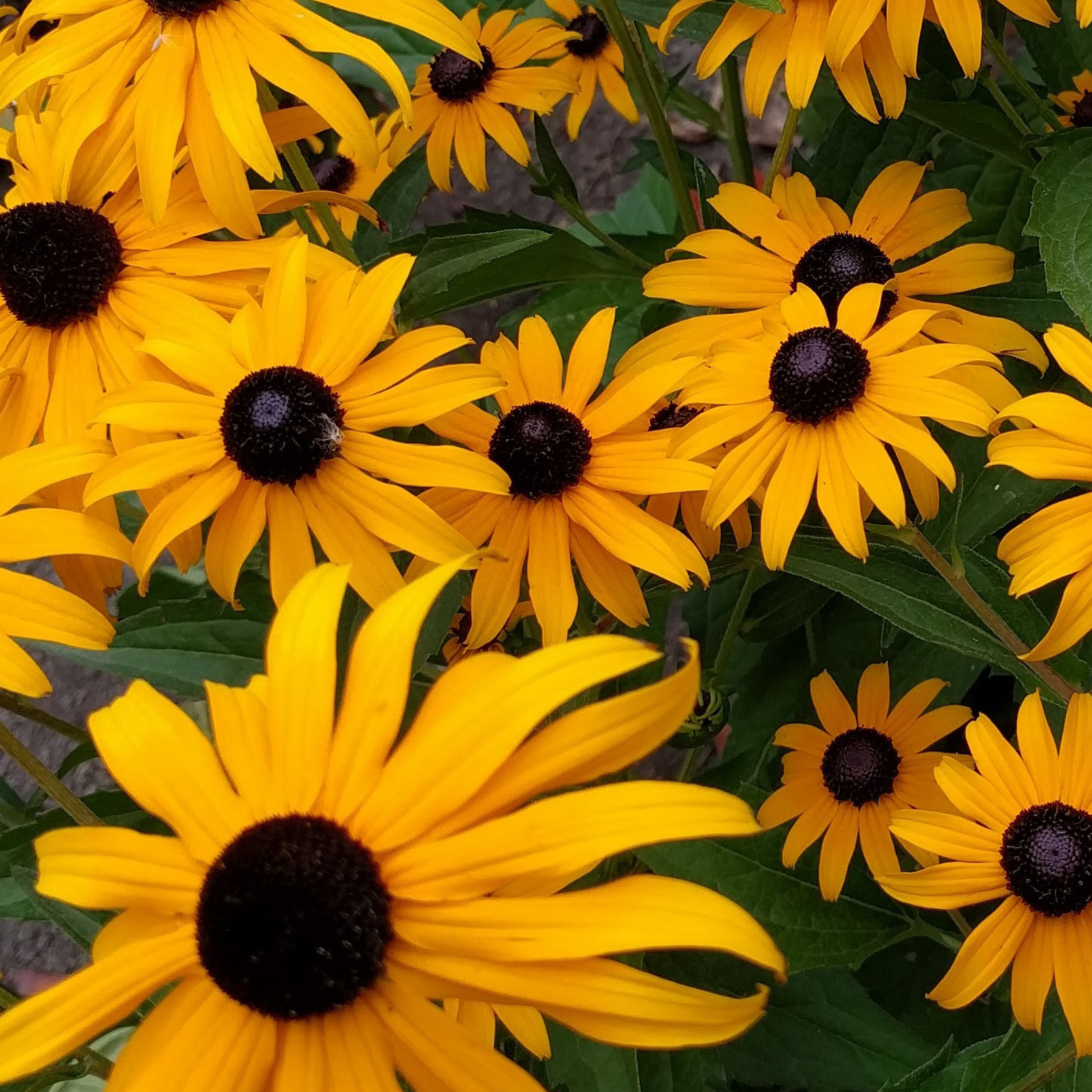 Close-up of a Black-Eyed Susan flower with bright yellow petals and a dark brown center.