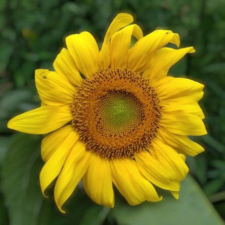 black oil sunflower blooming in the garden.