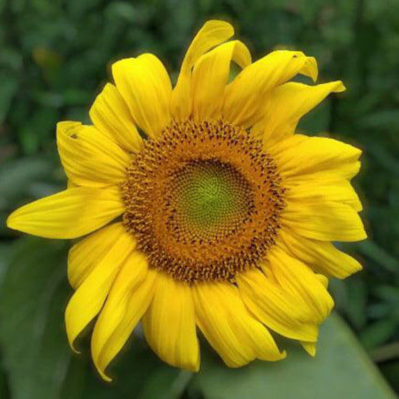 Black Oil Sunflower