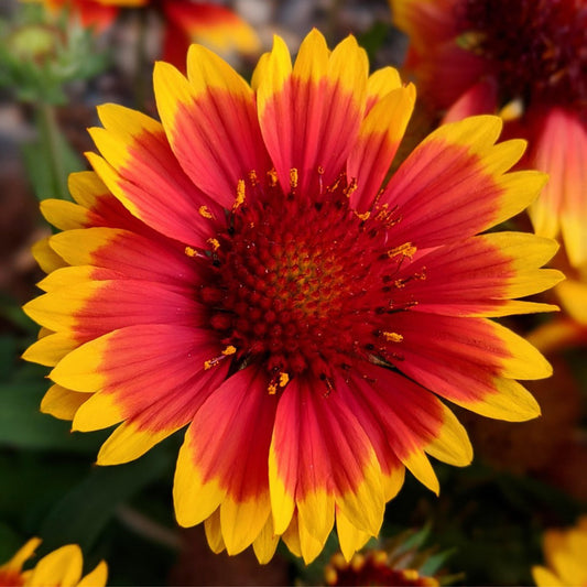 Blanketflower