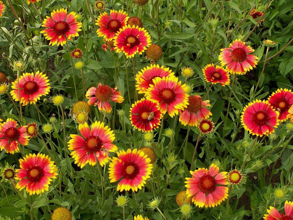 Gaillardia flowers