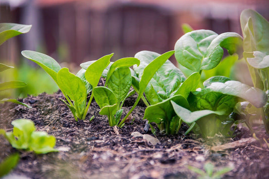 Bloomsdale Spinach