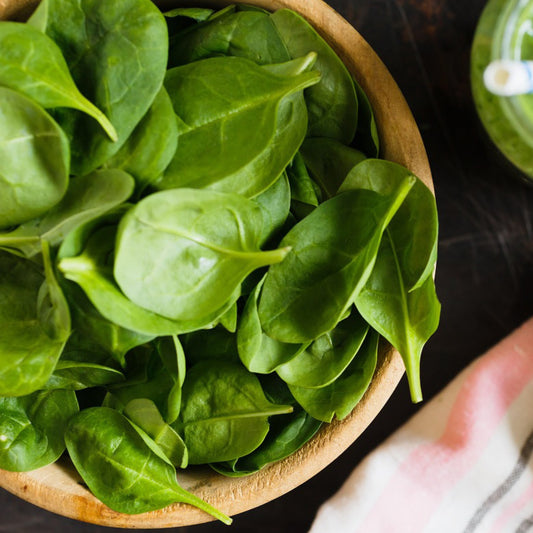 Young Bloomsdale spinach leaves freshly harvested in a bowl