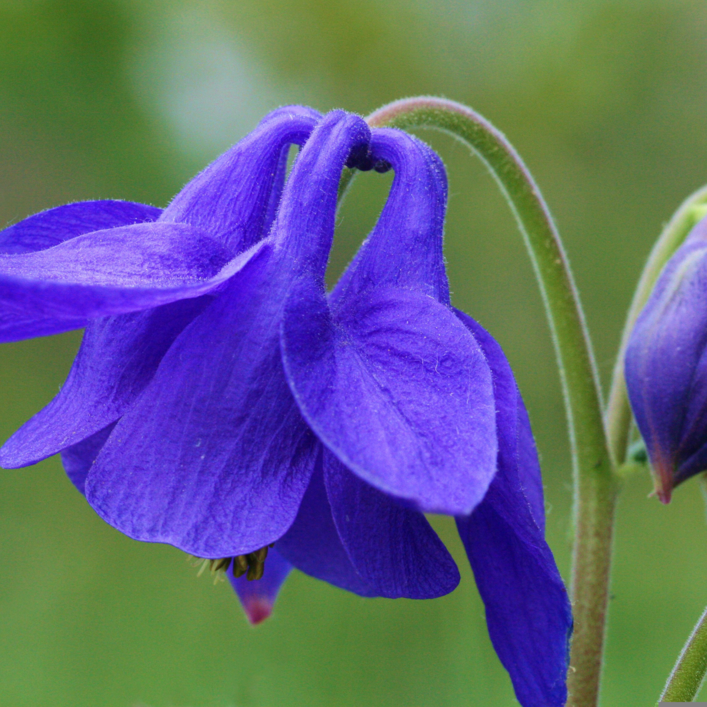 Blue Columbine flower with delicate blue and white blooms and distinctive spurred petals