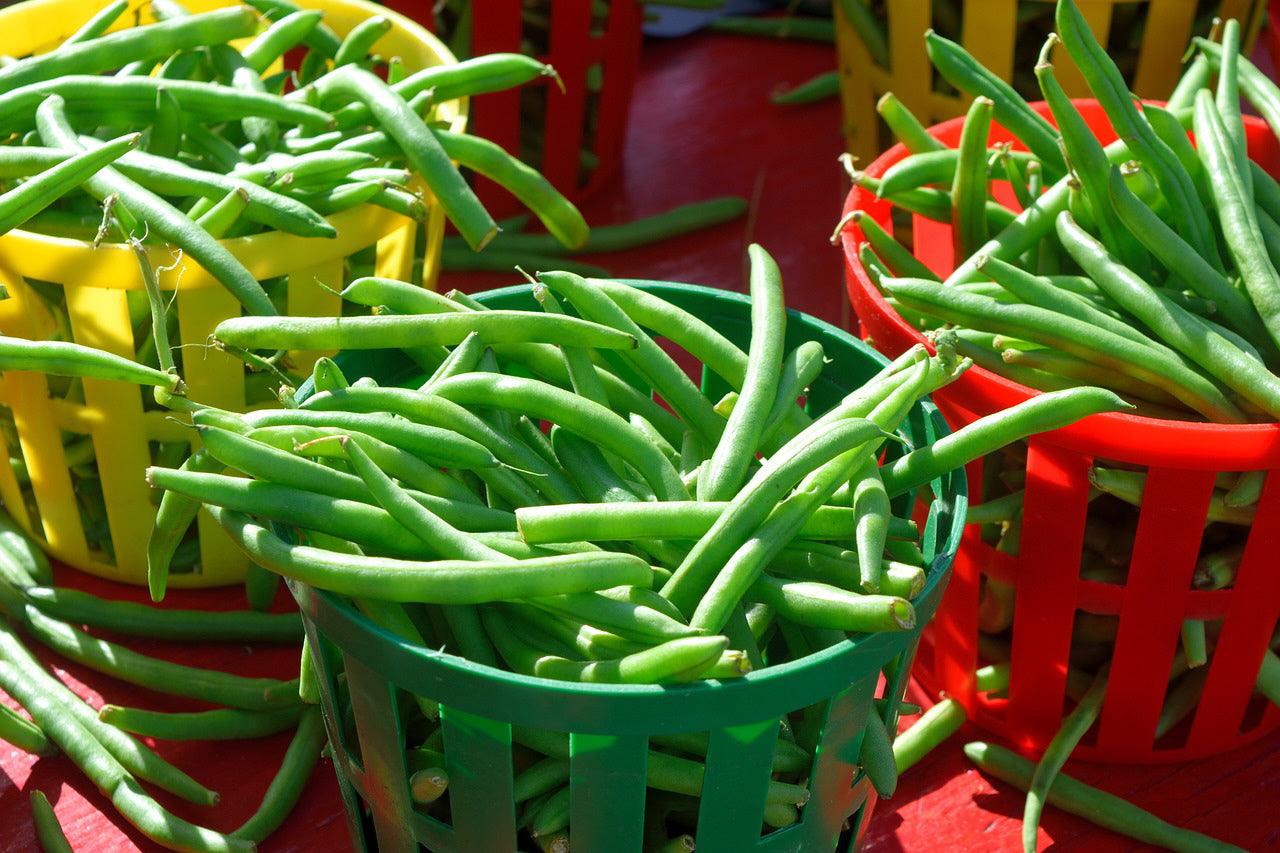 Blue Lake 274 Bush Bean
