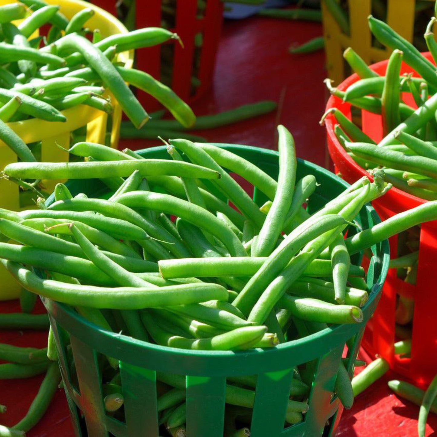 Freshly harvested Blue Lake bush beans