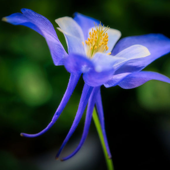 Blue Columbine