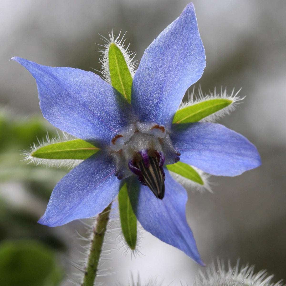 Blue star-shaped Borage flower in bloom