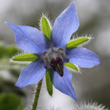 Borage