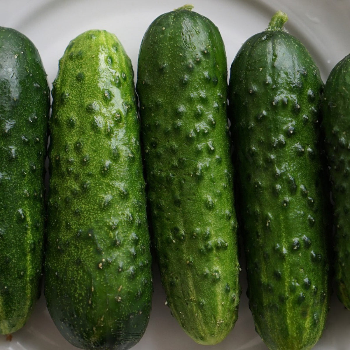 Fresh Boston Pickling cucumbers with dark green bumpy skin