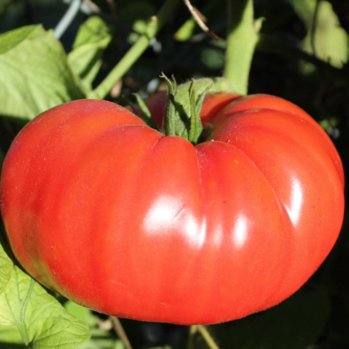 Ripe pink Brandywine heirloom tomato