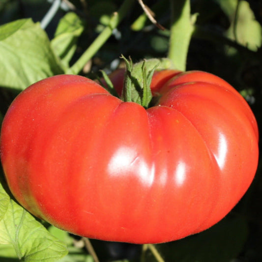 Ripe pink Brandywine heirloom tomato