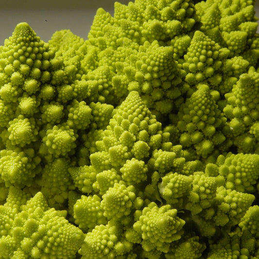 Romanesco Broccoli
