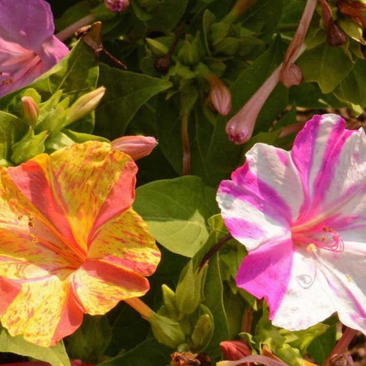 Broken Colors Four O'Clocks (Mirabilis jalapa) blooming in the garden with vibrant yellow, orange, pink, and white flowers featuring unique striped and marbled petals.