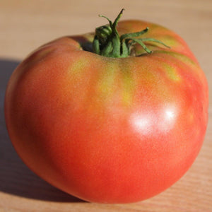 Buckeye State Tomato