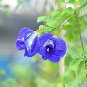 Butterfly Pea Flower