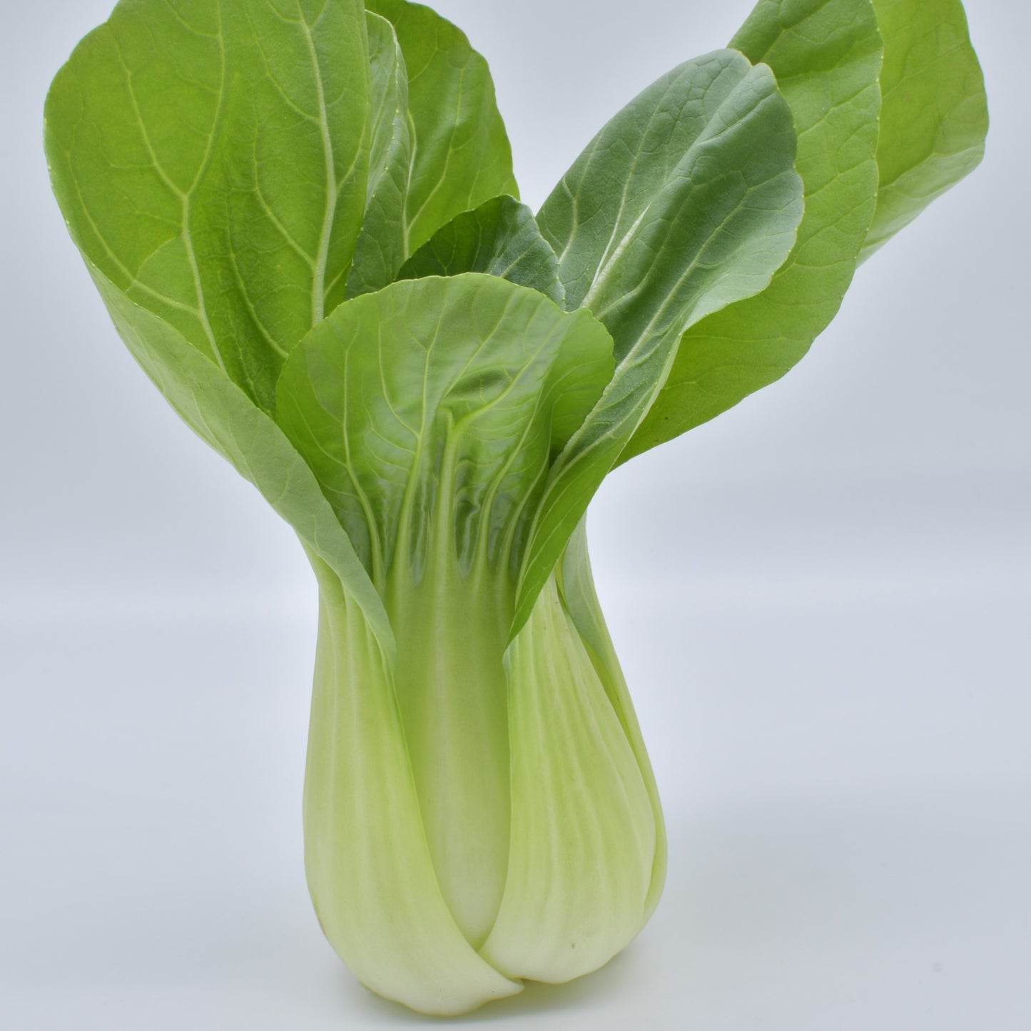 Green leafy vegetable on a light gray background