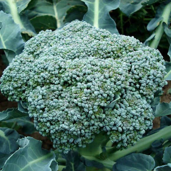 Calabrese Broccoli