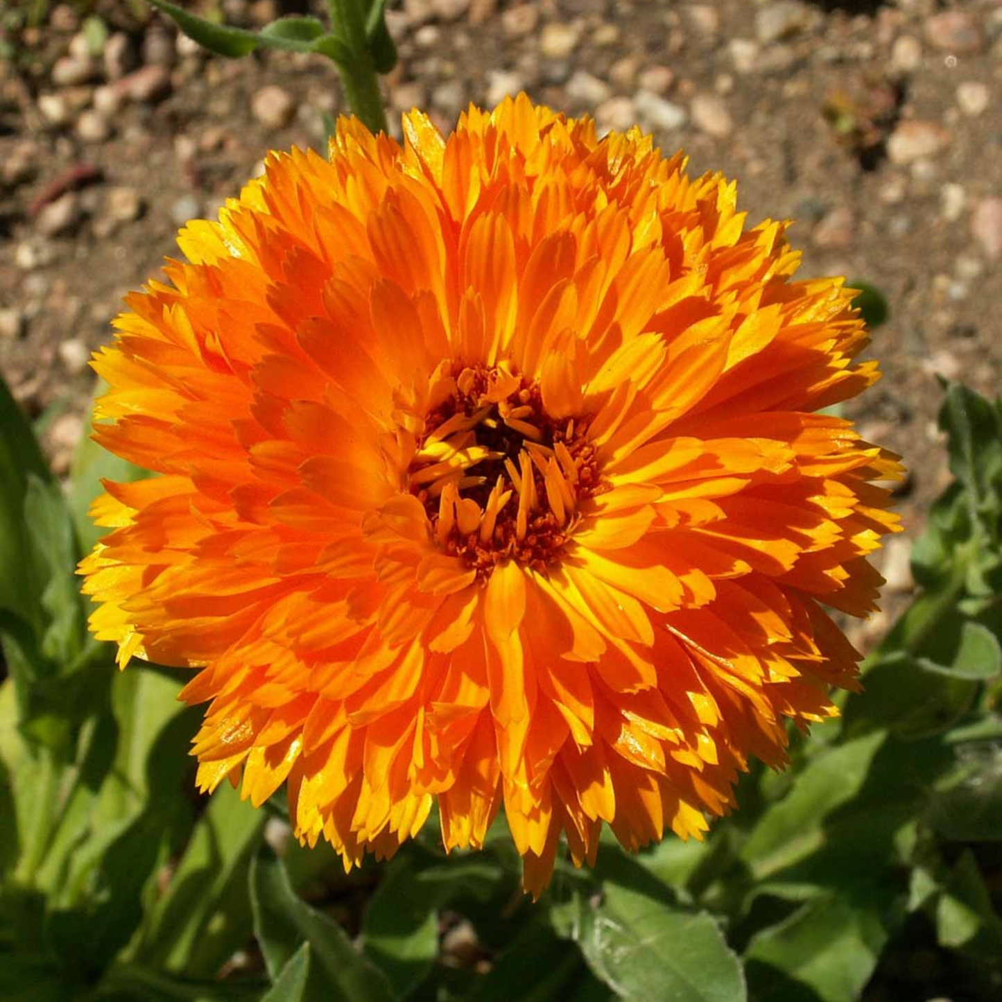 Ball’s Improved Orange calendula flower with vibrant layered orange petals in full bloom