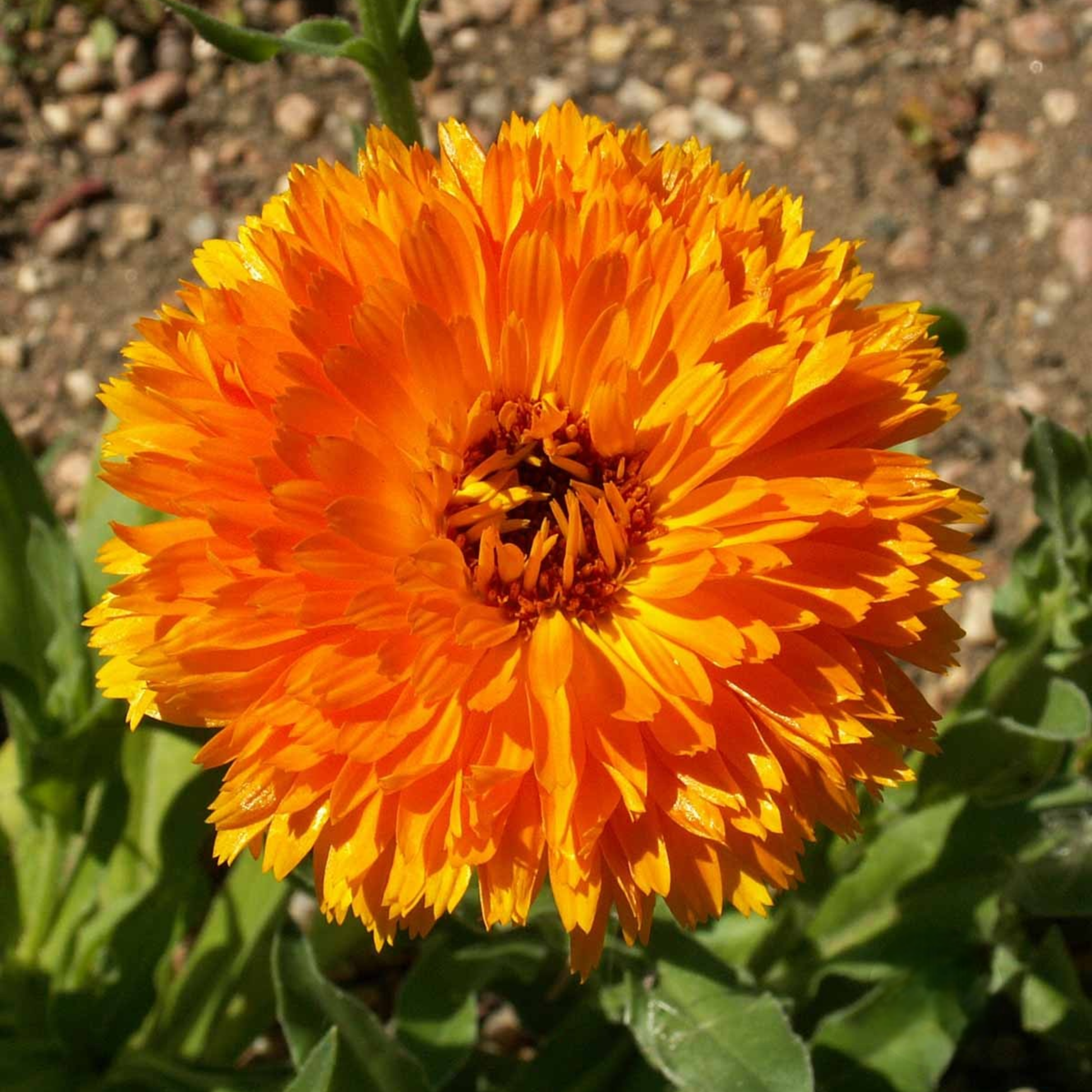 Ball’s Improved Orange calendula flower with vibrant layered orange petals in full bloom