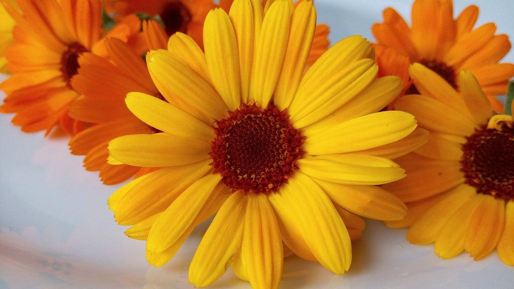 Calendula flowers