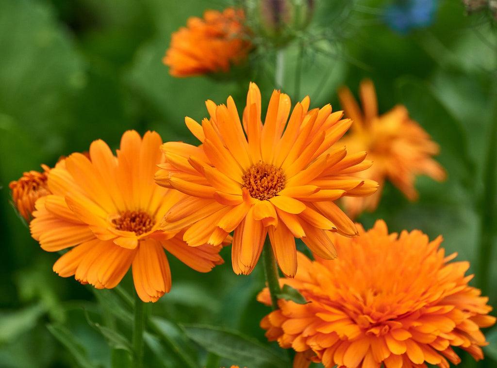 orange calendula flowers