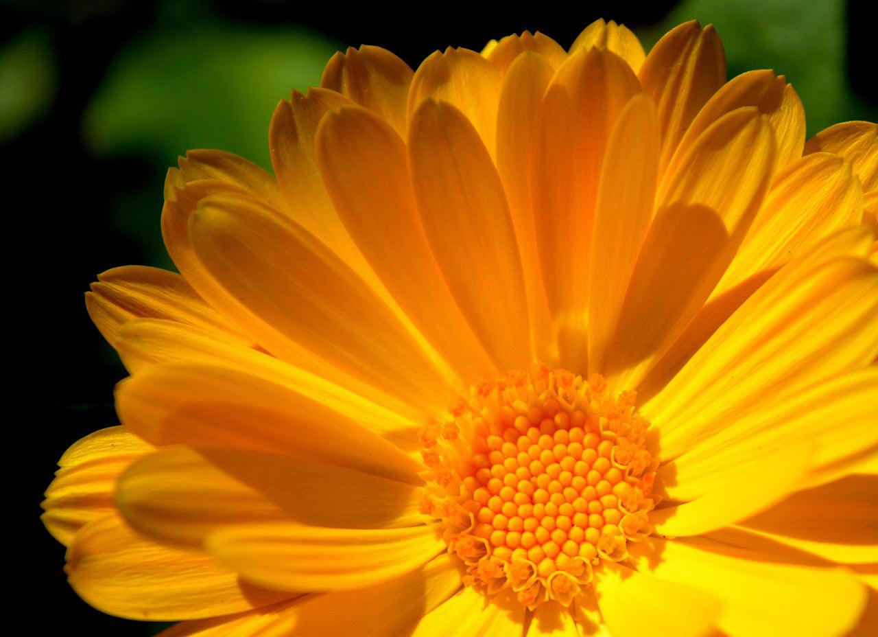 calendula flower