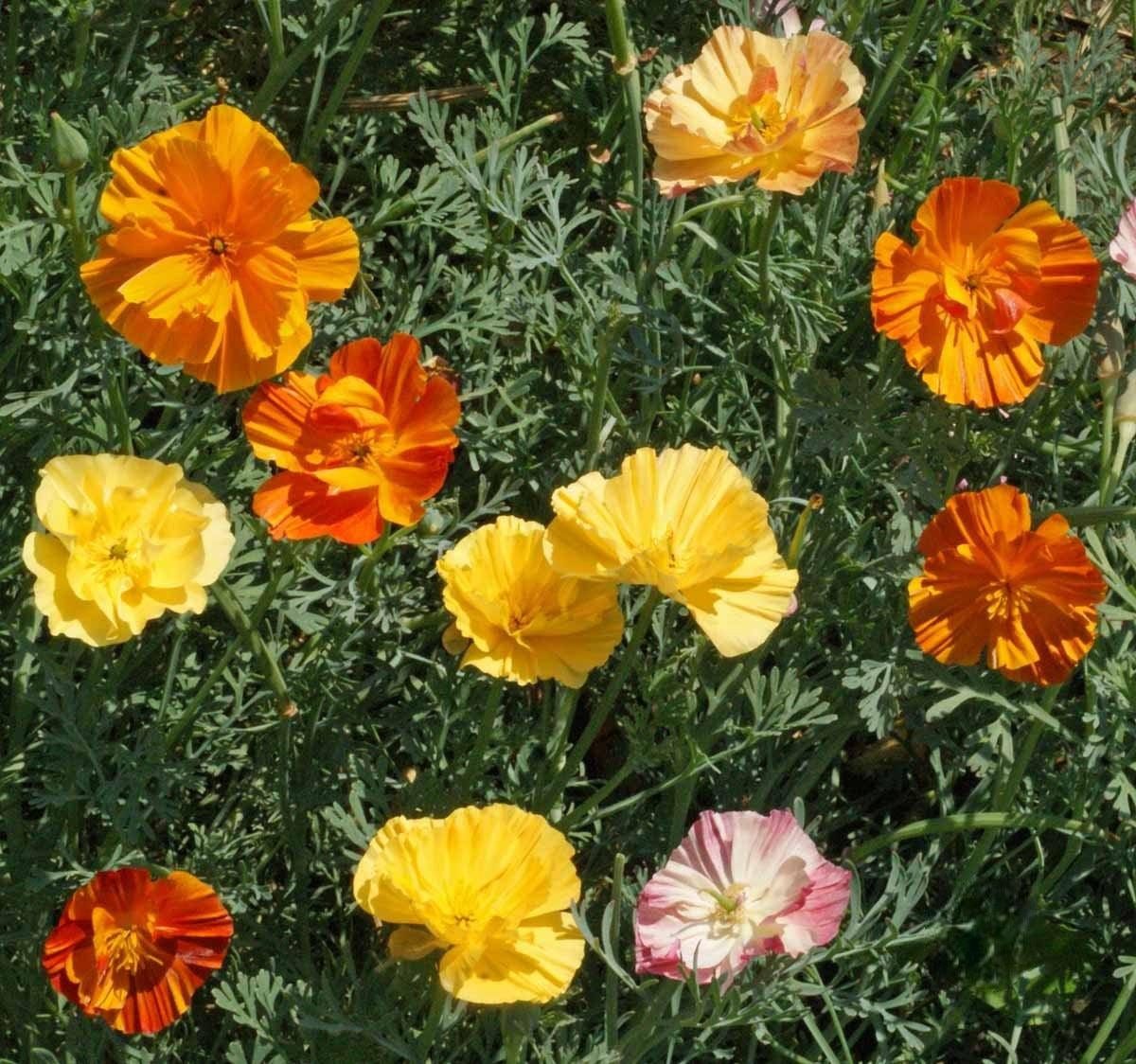 Close-up of Ballerina Poppy Mix flowers showcasing delicate papery blooms in vibrant shades of red, pink, white, and salmon.