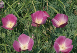 California Purple Gleam Poppy - Cheap Seeds, LLC