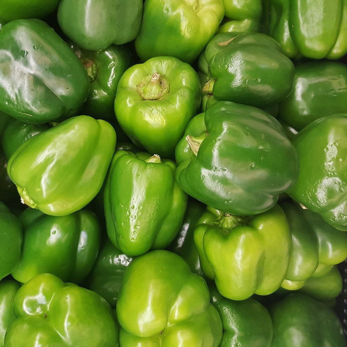 Harvested green California Wonder bell peppers