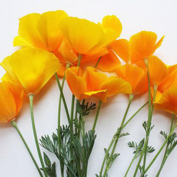 California Orange Poppy