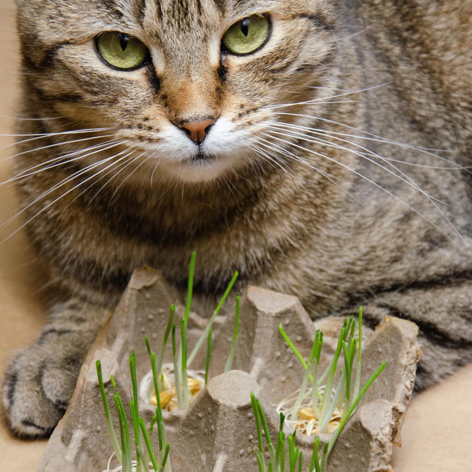 Common oat cat grass (Avena sativa) growing in indoor container for cats
