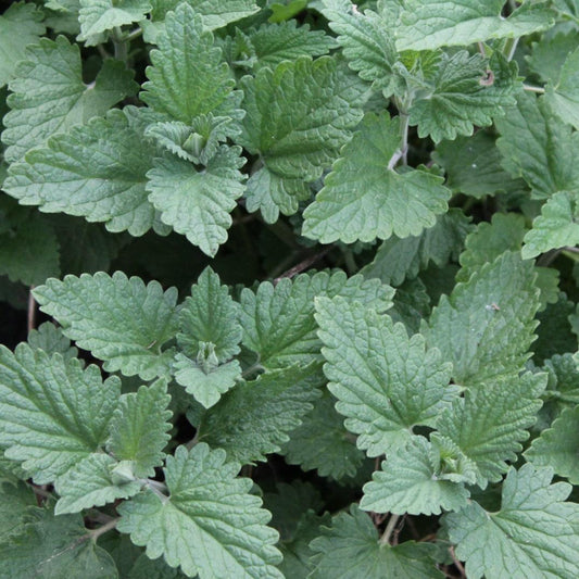 Catnip (Nepeta cataria) herb plant growing in the garden with lush, soft green leaves and scalloped edges, a fragrant perennial herb loved by cats.