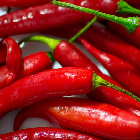 Freshly harvested red Cayenne Hot Peppers