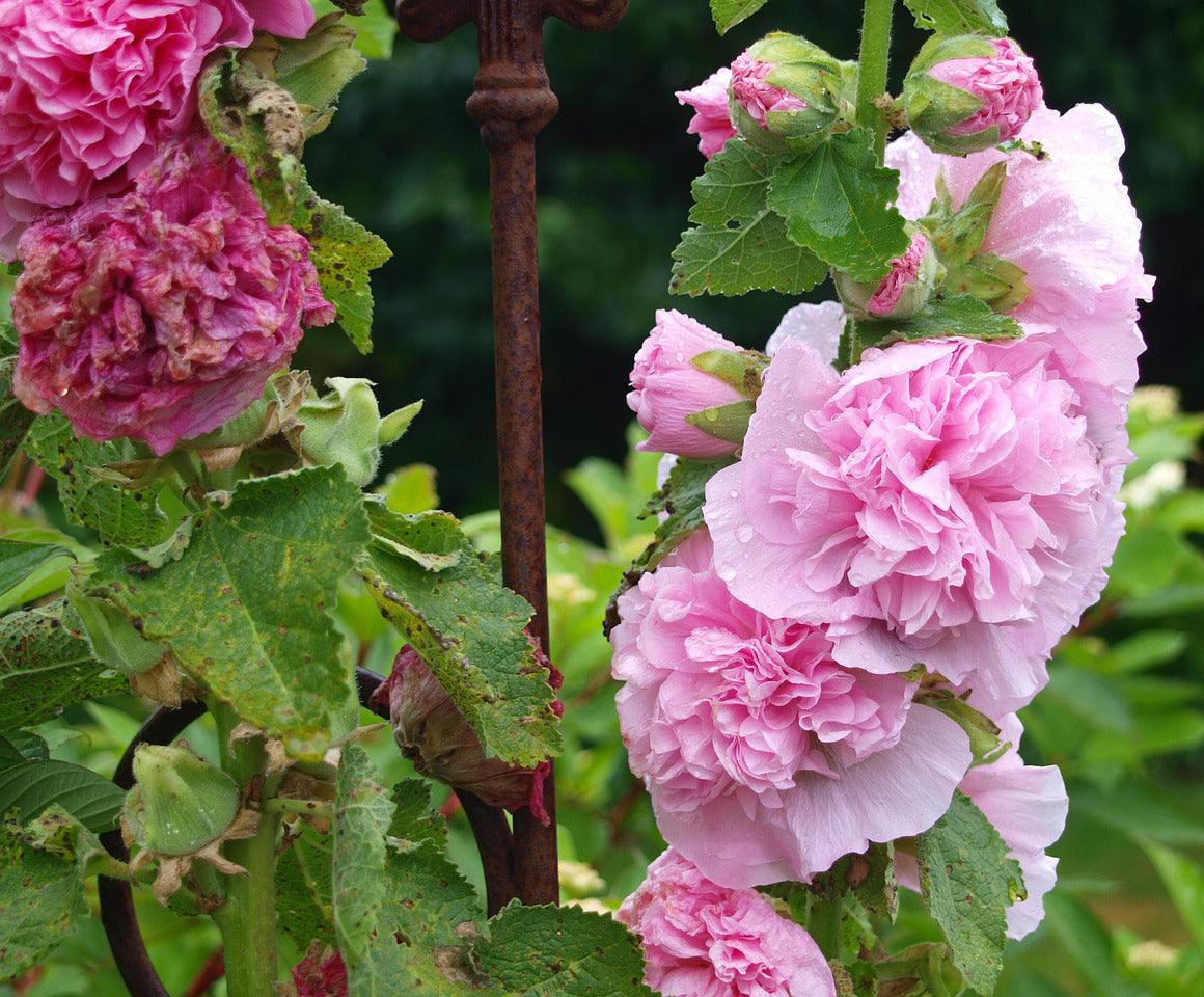 Chater's Hollyhocks - Cheap Seeds, LLC