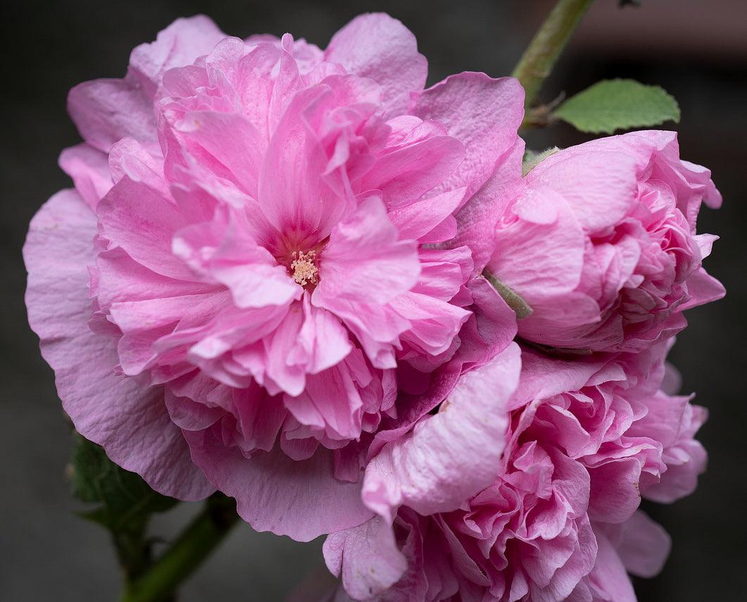 Chater's Hollyhocks - Cheap Seeds, LLC