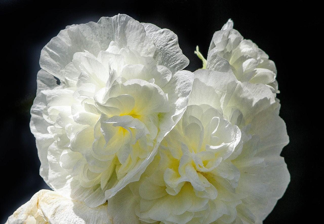 Chater's Hollyhocks - Cheap Seeds, LLC