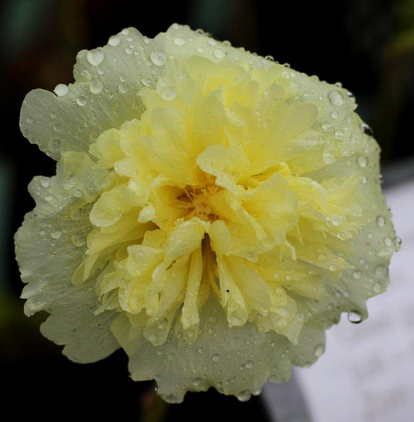 Chater's Hollyhocks - Cheap Seeds, LLC