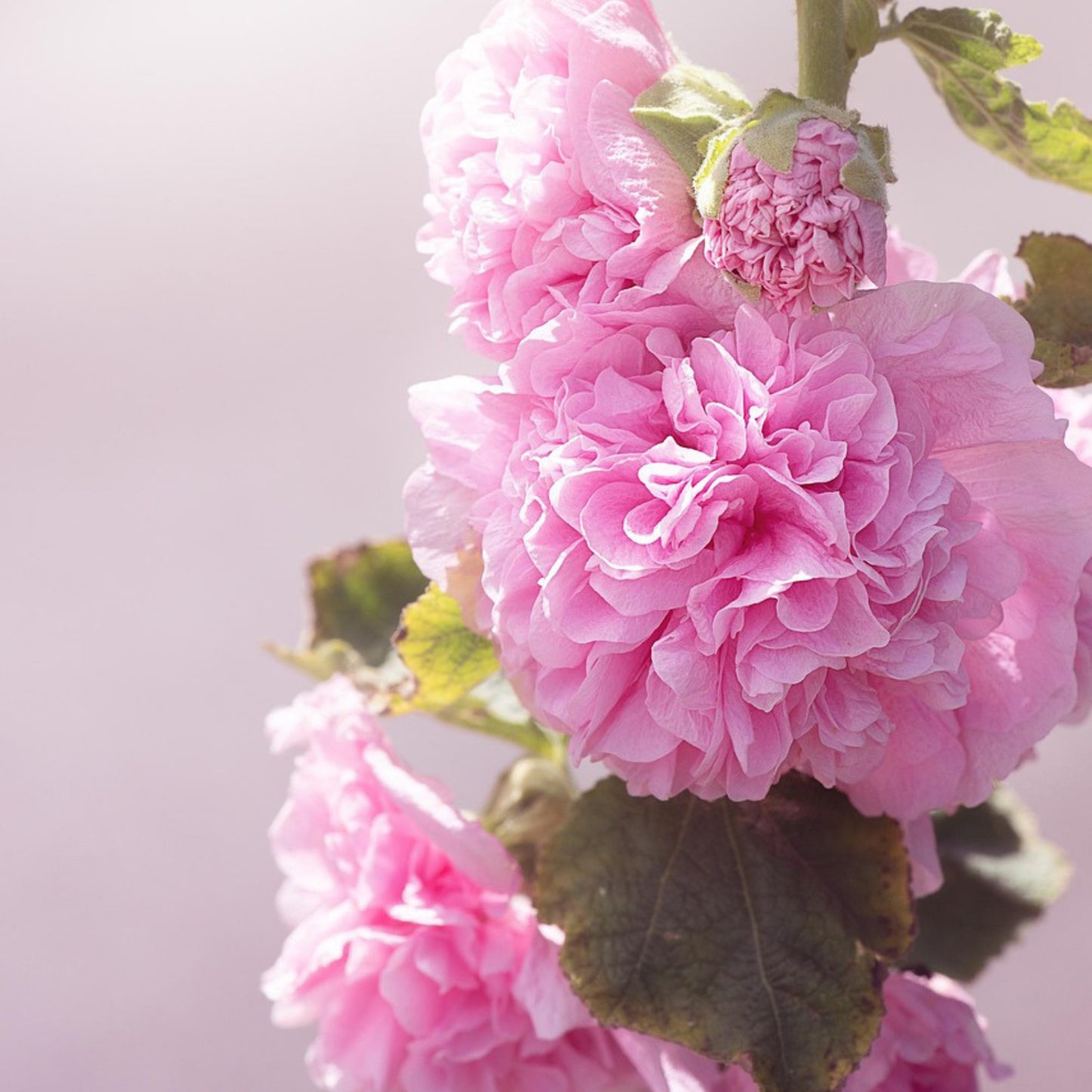 Close-up of pink flowers with a soft focus background