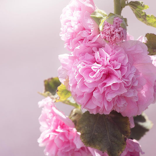 Close-up of pink flowers with a soft focus background