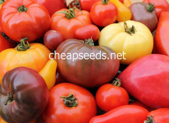 Heirloom Tomato Seeds Mix