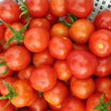Free Heirloom Tomato Seeds – No Purchase Needed!