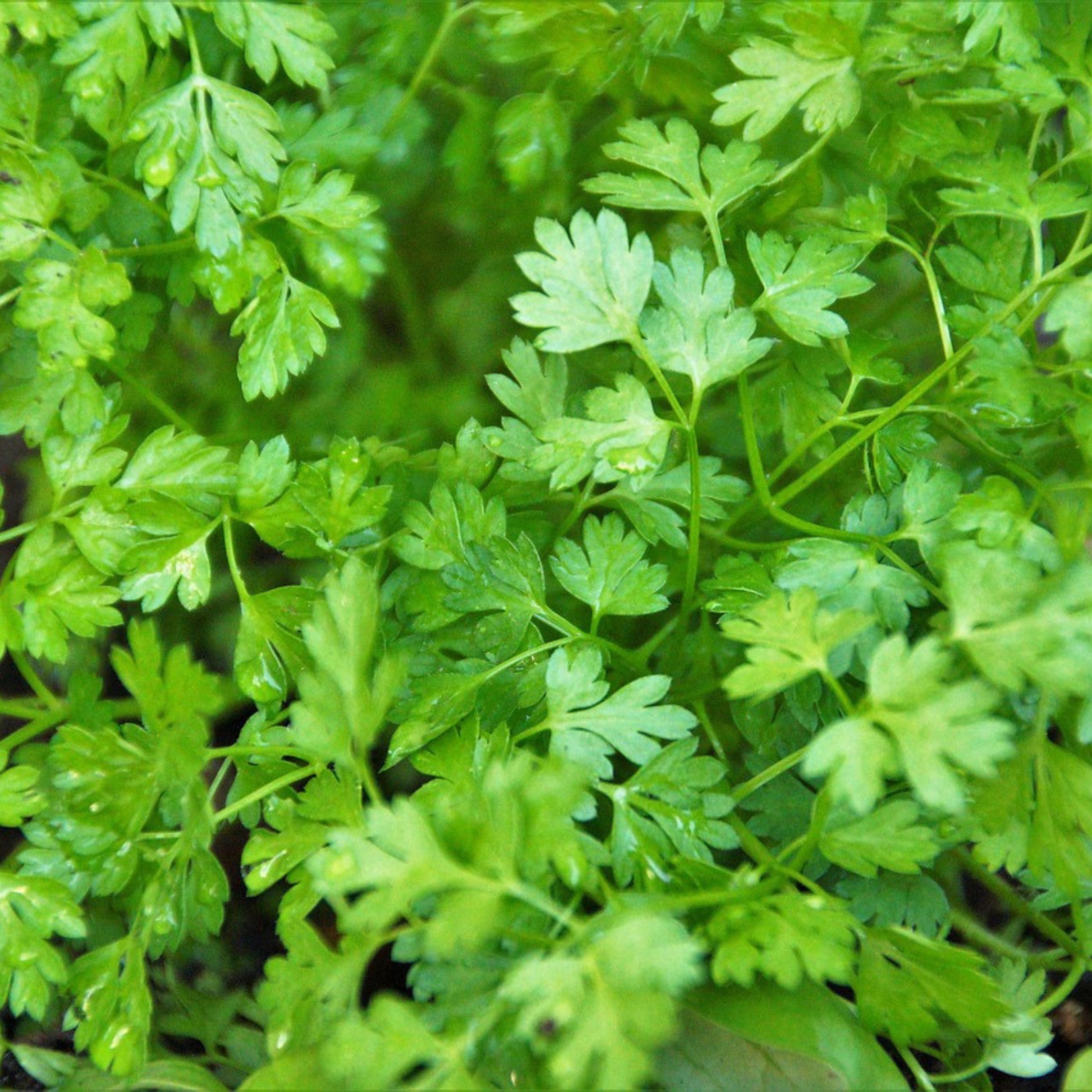 Chervil herb plant with delicate green leaves growing in the garden