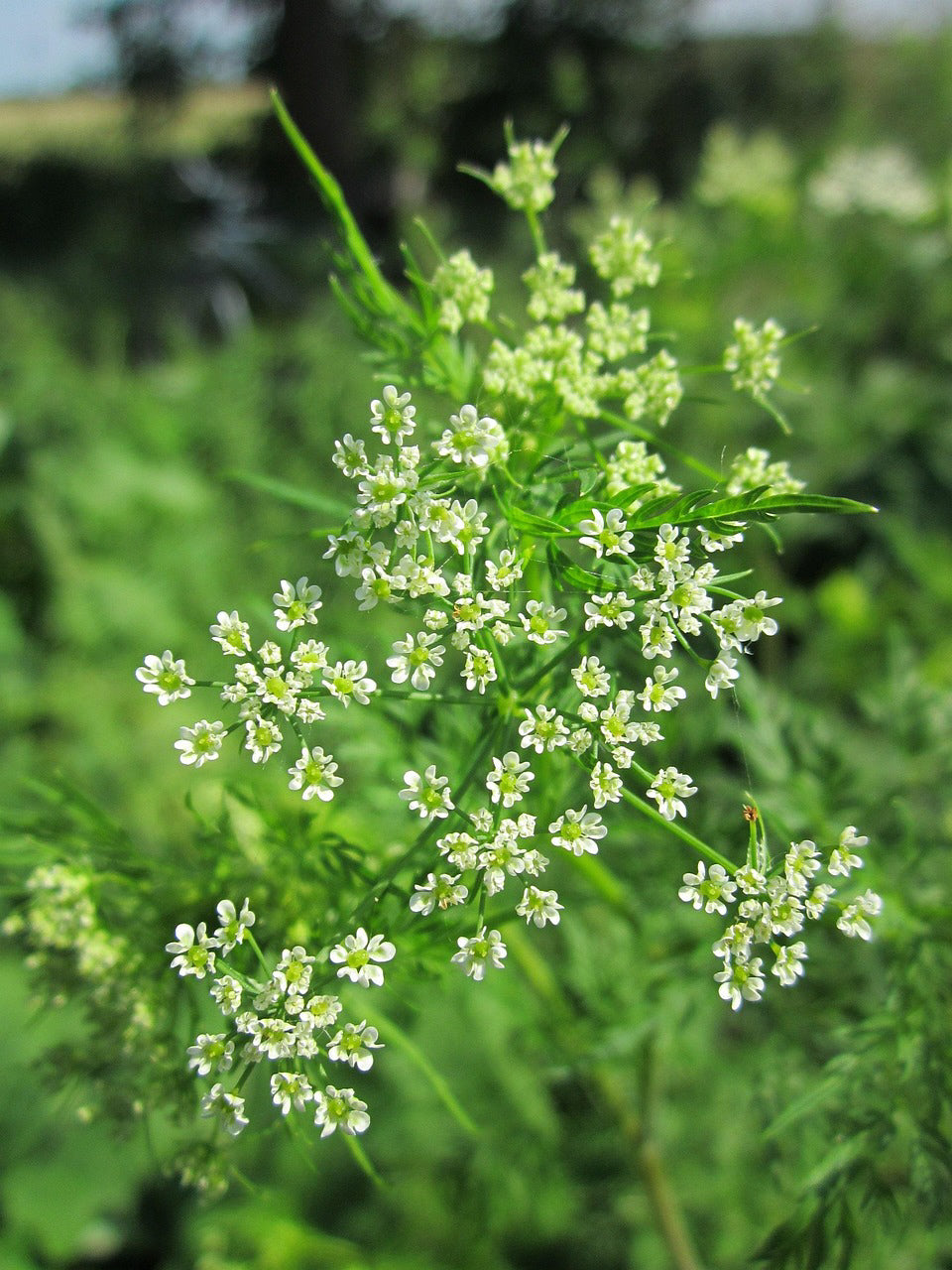 Chervil plant in bloom with delicate white flowers in the herb garden