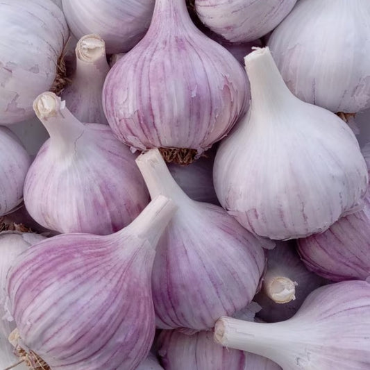 Whole Chesnok Red garlic bulbs with deep red skins and firm cloves ready for planting or cooking.
