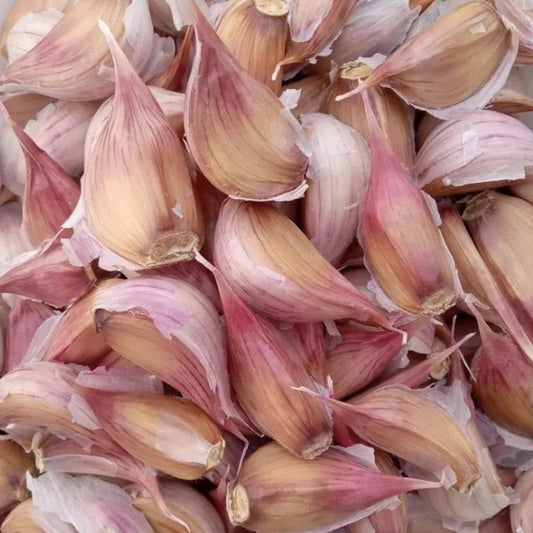 Close-up of Chesnok Red garlic cloves showing rich red skins and firm, healthy cloves