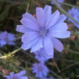 Chicory